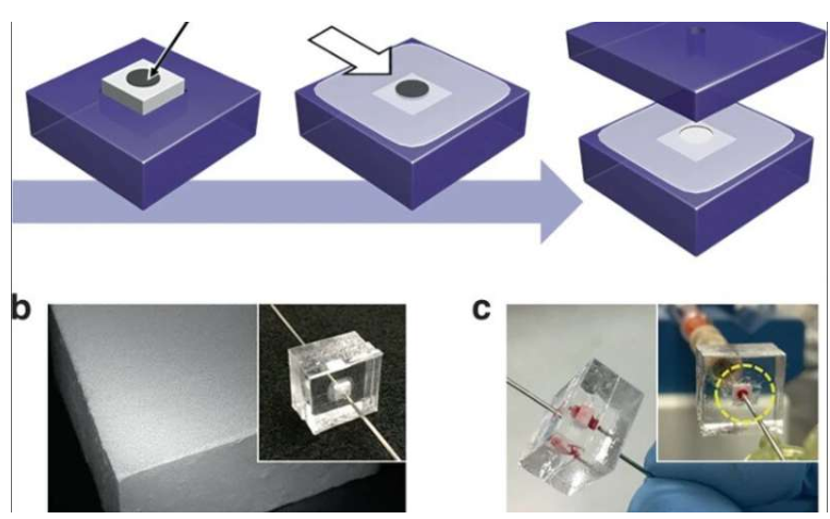 使用微流控整體裝置從血液中分離完整細菌 使用微流控整體裝置從血液中分離完整細菌
