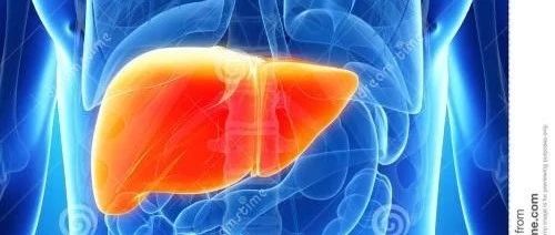 仿生微流控肝芯片研究進展 仿生微流控肝芯片研究進展