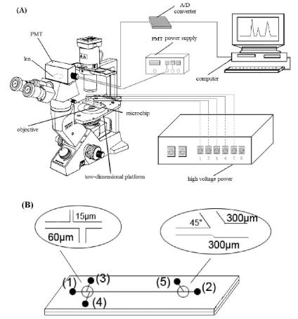 圖2.使用倒置顯微鏡和PMT檢測器在單個紅細胞分析中進行微流控芯片電泳。 圖2.使用倒置顯微鏡和PMT檢測器在單個紅細胞分析中進行微流控芯片電泳。