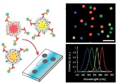 圖5.用于免疫傳感應用的QDs的示意熒光圖像和發射光譜 圖5.用于免疫傳感應用的QDs的示意熒光圖像和發射光譜