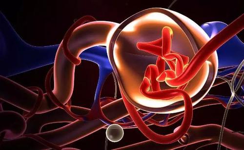 美國科學家開發(fā)出芯片上的腎小球 功能足以以假亂真 美國科學家開發(fā)出芯片上的腎小球 功能足以以假亂真