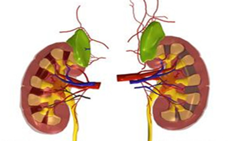 美國科學家開發(fā)出芯片上的腎小球 功能足以以假亂真 美國科學家開發(fā)出芯片上的腎小球 功能足以以假亂真
