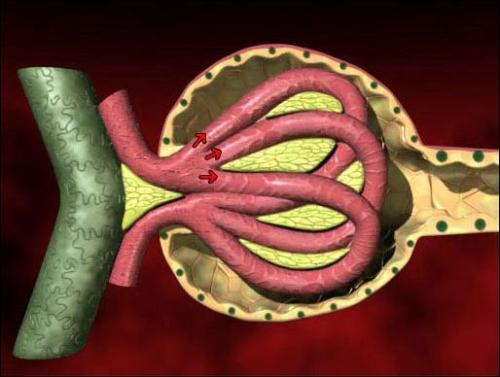 美國科學家開發(fā)出芯片上的腎小球 功能足以以假亂真 美國科學家開發(fā)出芯片上的腎小球 功能足以以假亂真