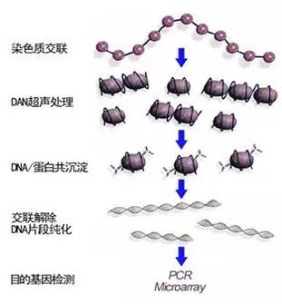 ChIP-seq技術簡介 ChIP-seq技術簡介