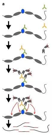 CUT-Tag技術 CUT-Tag技術