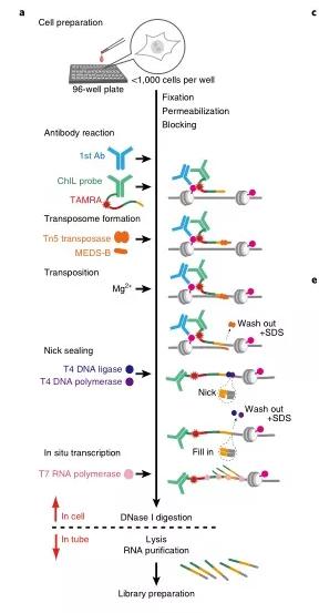 ChIL-seq ChIL-seq