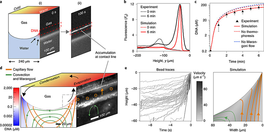 氣泡周圍的DNA分子發生了明顯的聚集。圖片來源:Nat. Chem. 氣泡周圍的DNA分子發生了明顯的聚集。圖片來源:Nat. Chem.