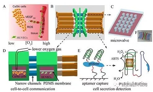 常見組織細胞的培養(yǎng)方法