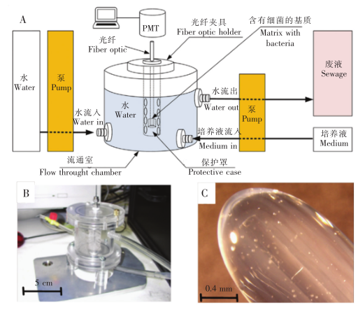 優化后的水體污染物毒性檢測傳感器