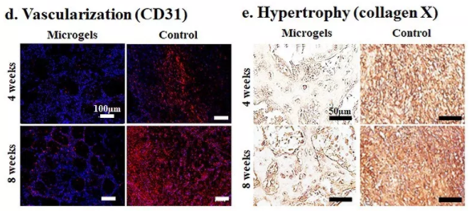 圖6：包載BMSCs的Gel-HA微凝膠在動物體內實現可注射和自組裝