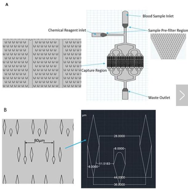 (A)微流控芯片的總體布局;(B)微柱的詳細尺寸 (A)微流控芯片的總體布局;(B)微柱的詳細尺寸