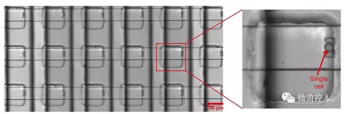 Science Advances 賓夕法尼亞州立大學研究人員開發出新型微流控設備可實現在數千個獨立活細胞上進行藥物測試 Science Advances 賓夕法尼亞州立大學研究人員開發出新型微流控設備可實現在數千個獨立活細胞上進行藥物測試