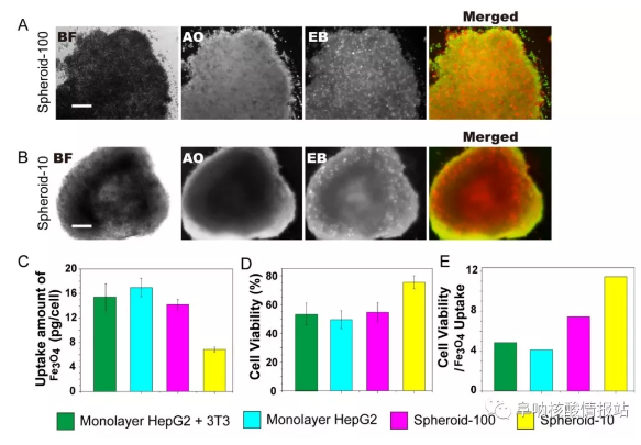 林金明, David A. Weitz：核殼支架中異型細胞的受控組裝：液滴中的器官