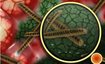 研究發現物理力會影響細菌的毒素抵抗力 研究發現物理力會影響細菌的毒素抵抗力