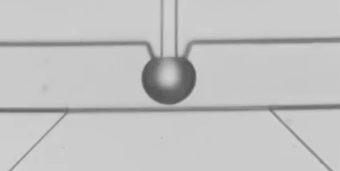 圖3 液滴融合以及掐斷過程慢動作回放（注：原高速視頻以10000幀每秒拍攝，當前的GIF圖片以10幀每秒回放，放慢了1000倍）