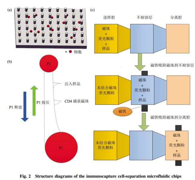 圖2免疫捕獲細胞分離芯片結構示意圖