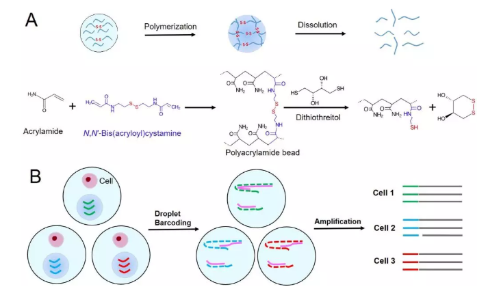 圖1. (A) 可控降解型聚丙烯酰胺微球的合成和降解原理示意圖，(B)可控降解型微球在基于液滴的單細胞分析過程使用的圖示。