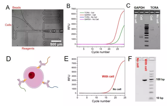 圖3. (A)顯微鏡下包裹單個細胞和單個微球的液滴的產(chǎn)生過程，(B) TCRA和GAPDH mRNA的qPCR實驗結(jié)果，(C) GAPDH和TCRA mRNA在液滴中反應(yīng)后PCR產(chǎn)物的瓊脂糖凝膠電泳實驗結(jié)果，(D)抗體–DNA偶聯(lián)物結(jié)合細胞表面蛋白的示意圖，(E)單細胞表面蛋白分析中的qPCR實驗結(jié)果，(F)細胞表面蛋白分析中的瓊脂糖凝膠電泳實驗結(jié)果。