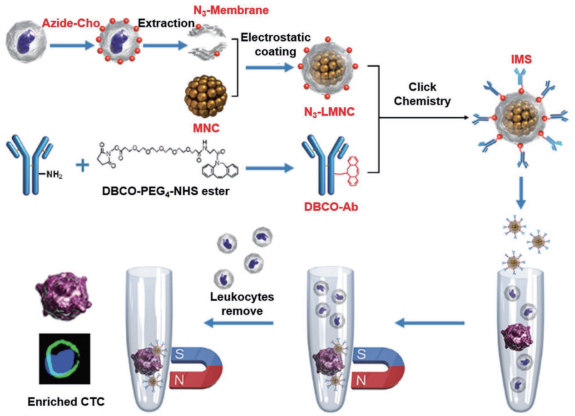 圖 2 免疫磁小體（IMSs）的構(gòu)建和CTC富集過程[48]