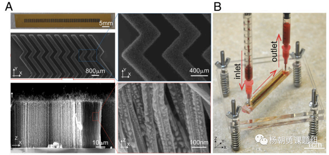 圖1 VIRRION平臺內(nèi)部具有精準可控的碳納米管陣列結(jié)構(gòu),用于通過尺寸捕獲樣品中的病毒。毫米級的芯片通道可以保證在處理樣品時具有足夠的通量 圖1 VIRRION平臺內(nèi)部具有精準可控的碳納米管陣列結(jié)構(gòu),用于通過尺寸捕獲樣品中的病毒。毫米級的芯片通道可以保證在處理樣品時具有足夠的通量