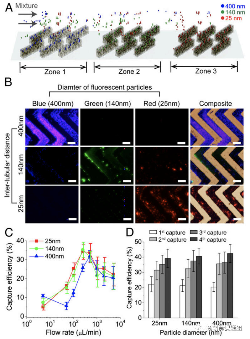 圖3 不同納米熒光粒子在芯片內(nèi)被捕獲。納米粒子按照其尺寸,在相對應的區(qū)域所捕獲,從而達到分離不同尺寸納米粒子的作用 圖3 不同納米熒光粒子在芯片內(nèi)被捕獲。納米粒子按照其尺寸,在相對應的區(qū)域所捕獲,從而達到分離不同尺寸納米粒子的作用