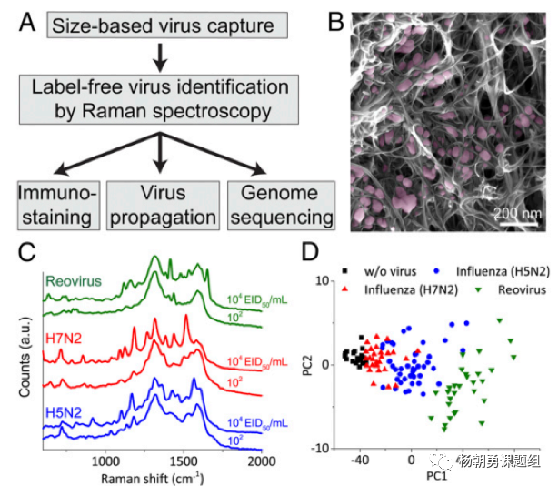 圖4 三種病毒建立拉曼數(shù)據(jù)庫及病毒聚類分析 圖4 三種病毒建立拉曼數(shù)據(jù)庫及病毒聚類分析