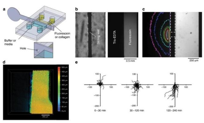 分隔實驗 分隔實驗