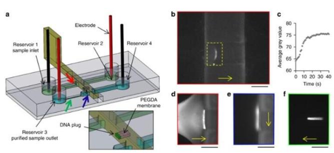 DNA預富集和純化實驗 DNA預富集和純化實驗