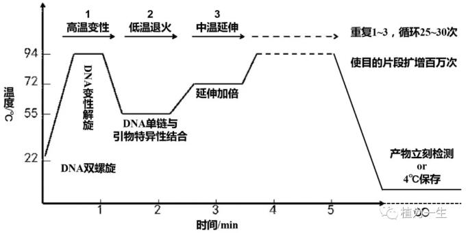 目的基因的擴(kuò)增:PCR原理與過(guò)程 目的基因的擴(kuò)增:PCR原理與過(guò)程