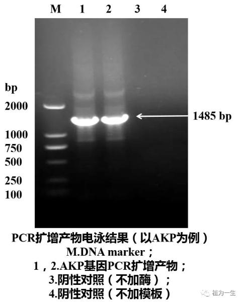 聚合酶鏈?zhǔn)椒磻?yīng)的結(jié)果 聚合酶鏈?zhǔn)椒磻?yīng)的結(jié)果