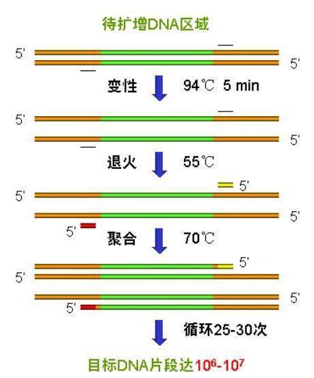 常用PCR儀用途及介紹 常用PCR儀用途及介紹