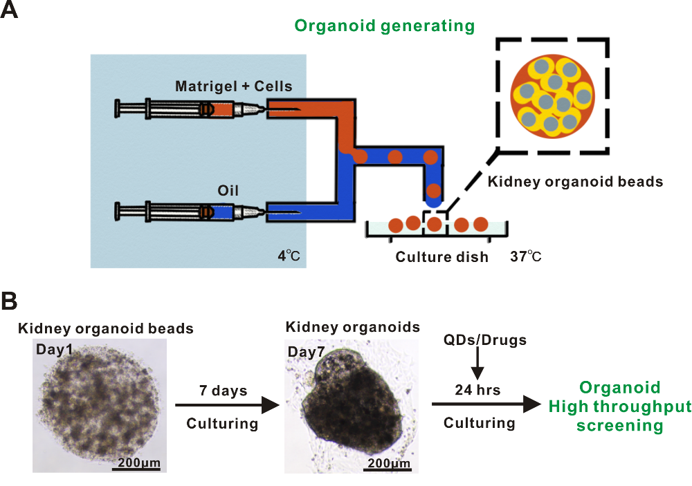 利用基于微流控技術的類器官模型成功實現納米材料生物安全性篩查 利用基于微流控技術的類器官模型成功實現納米材料生物安全性篩查