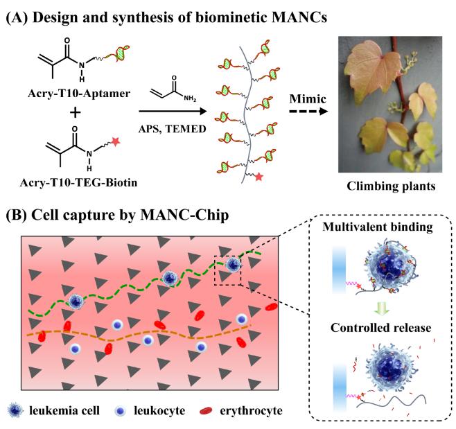 圖1 （A）仿生多價核酸適體聚合物的合成；（B）協同尺寸分離和多價識別的白血病細胞親合捕獲及選擇性釋放的微流控平臺