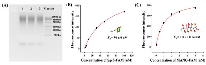 圖2 多價核酸適體聚合物的表征。