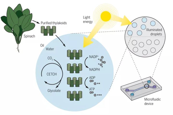 半合成光合作用的技術途徑 半合成光合作用的技術途徑