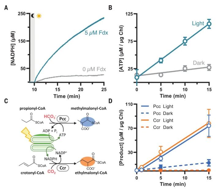 圖1. 光催化輔酶產生 圖1. 光催化輔酶產生