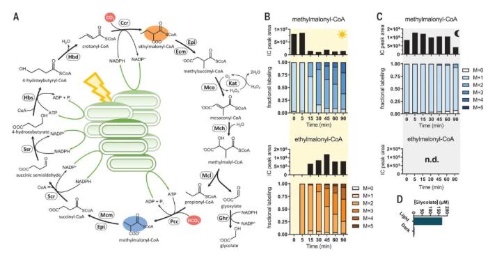 圖2.光驅動CO2的連續固定,并催化CO2轉化為有機酸 圖2.光驅動CO2的連續固定,并催化CO2轉化為有機酸