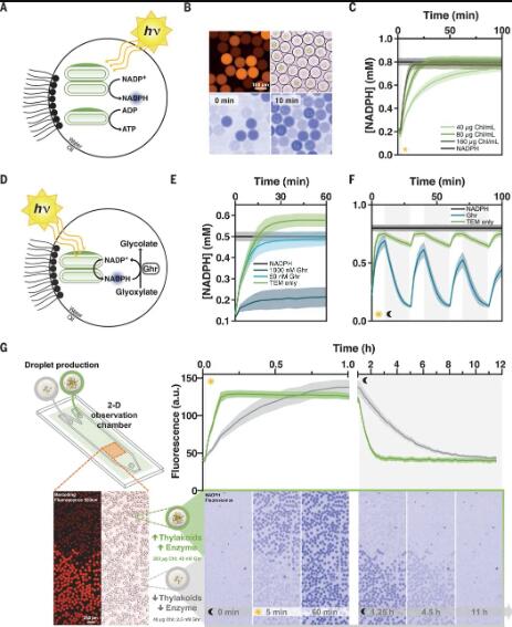 圖3. 光驅動微流體液滴中的酶反應 圖3. 光驅動微流體液滴中的酶反應