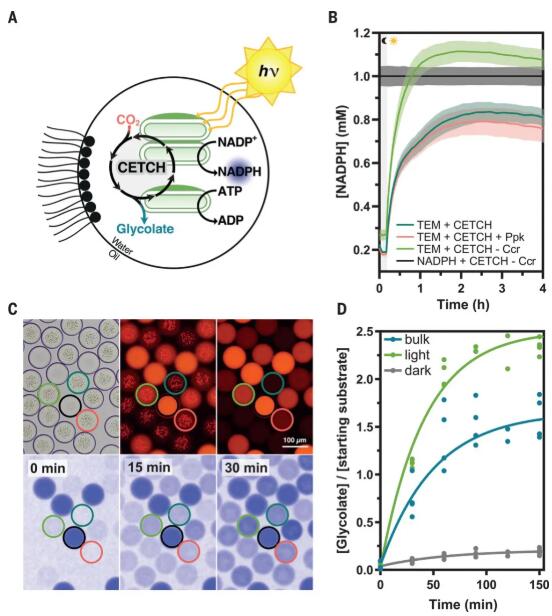 圖4. 用版本為7.0的CETCH監測光驅動CO2的連續固定并轉化為有機酸的過程 圖4. 用版本為7.0的CETCH監測光驅動CO2的連續固定并轉化為有機酸的過程