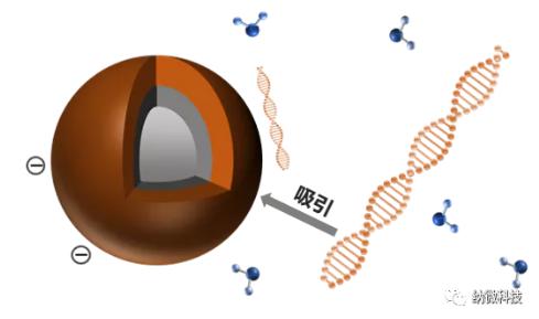 磁珠如何與核酸結合,實現提取功能? 磁珠如何與核酸結合,實現提取功能?