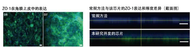 圖5：在角膜芯片內培養的角膜上皮細胞的ZO-1蛋白質（綠色）表達。角膜發揮作用需要ZO-1