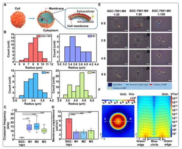 細胞極化模型與細胞分離 細胞極化模型與細胞分離