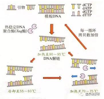PCR原理圖 PCR原理圖