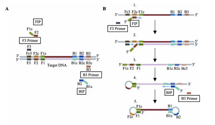 1671426931631878.png 微流控芯片|微流控芯片批量加工