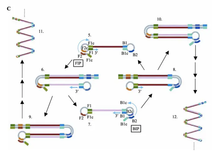 1671426931808691.png 微流控芯片|微流控芯片批量加工