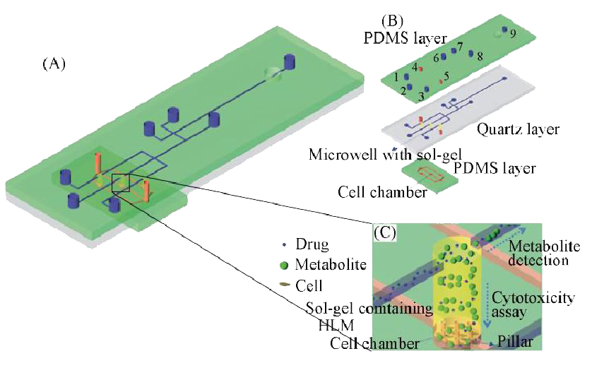 微流控芯片在分子細胞水平化學研究
